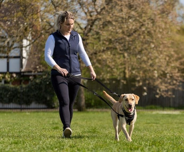 Halti_No-Pull-Harness-size-m_dog-walking-labrador-face-on-_Header-Gallery_694x572_efb17239-8ce0-458e-880b-bc8521f305a0_600x.jpg
