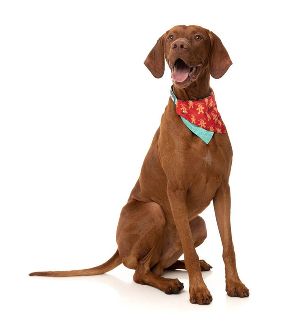 fzb483-4_bowtie_naughtyginger_dog03_600x.jpg