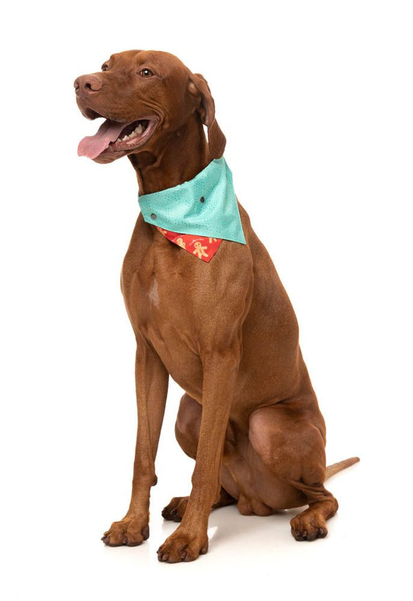 fzb483-4_bowtie_naughtyginger_dog04_600x.jpg