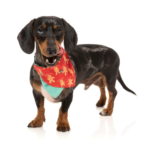 fzb483-4_bowtie_naughtyginger_dog08_600x.jpg